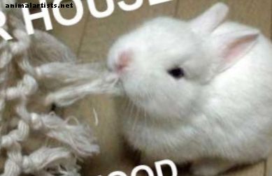 Loša hrana za zeca: Što NE hraniti vašeg zeca