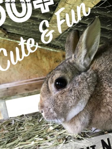150+ schattige en grappige konijnennamen - konijnen