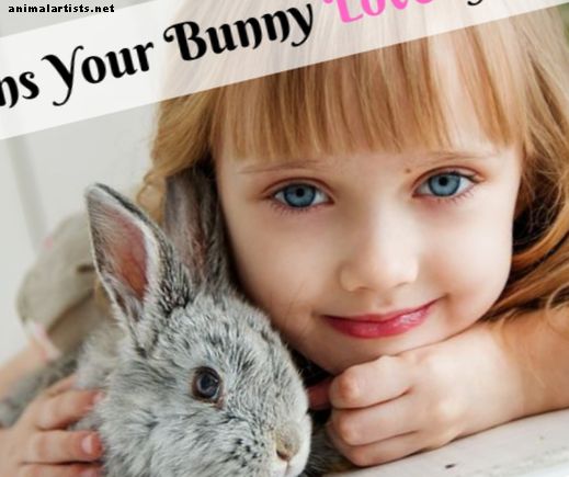 Cómo saber si tu conejito te ama - Conejos