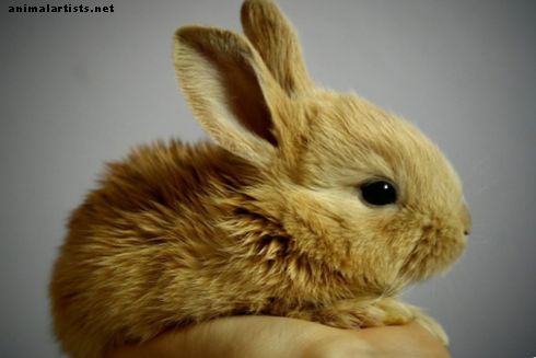 Conejos - ¿Es un conejo la mejor mascota para ti?