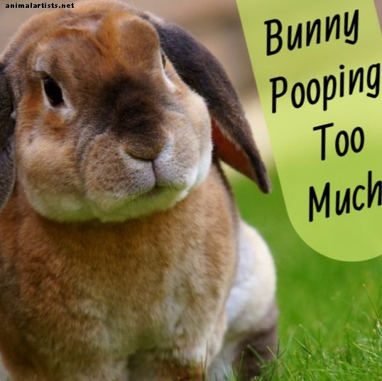 Waarom doet mijn konijn zo veel poep? - konijnen