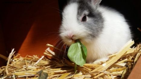 Beste tips om uw konijn een compleet dieet te geven