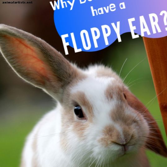 Wat maakt konijnenoren slap? - konijnen
