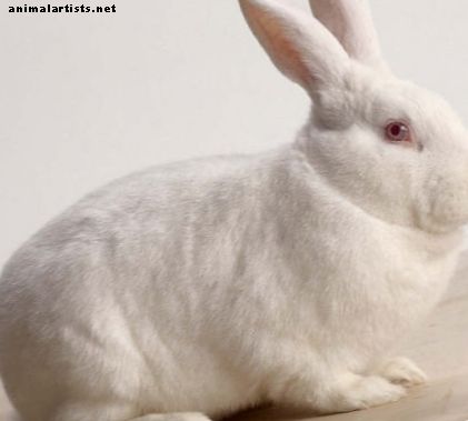 Guía de razas de conejos: conejo blanco de Nueva Zelanda - Conejos