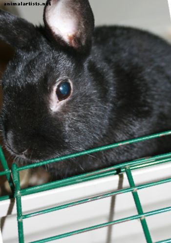 Å bringe hjem din første kjæledyrkanin - kaniner