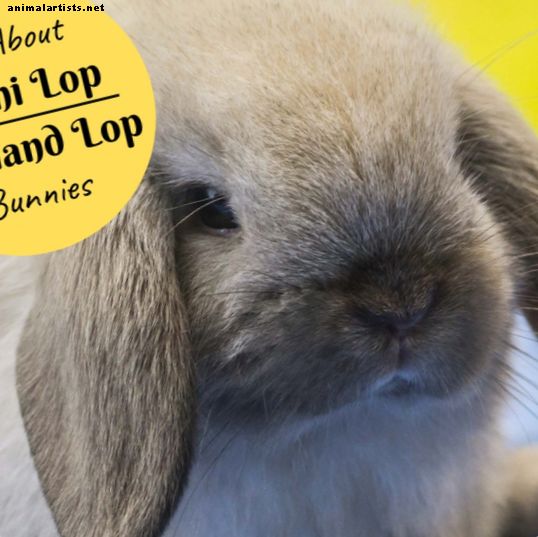 Hasenrasse und Größentabelle: Mini Lop (Holland Lop) Kaninchen