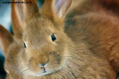 Perché i conigli perdono la pelliccia dal loro mantello? - conigli