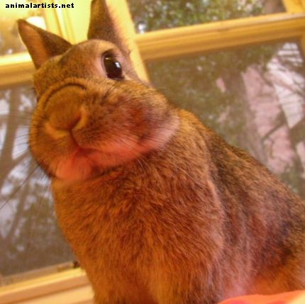 Cómo ayudar a los conejos de mascotas a adaptarse a un nuevo hogar
