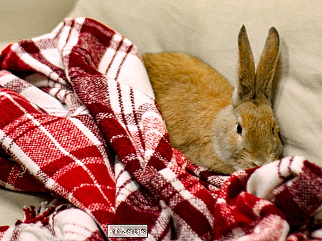 Effektive måder at pleje en kanin med gigt derhjemme