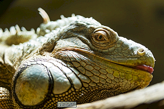 12 causas de morte súbita em iguanas