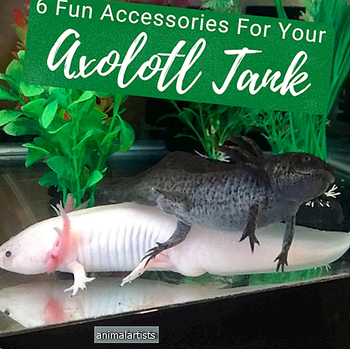 6 jautri aksesuāri Axolotl tvertnei