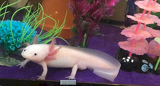6 szórakoztató tény az axolotlokról