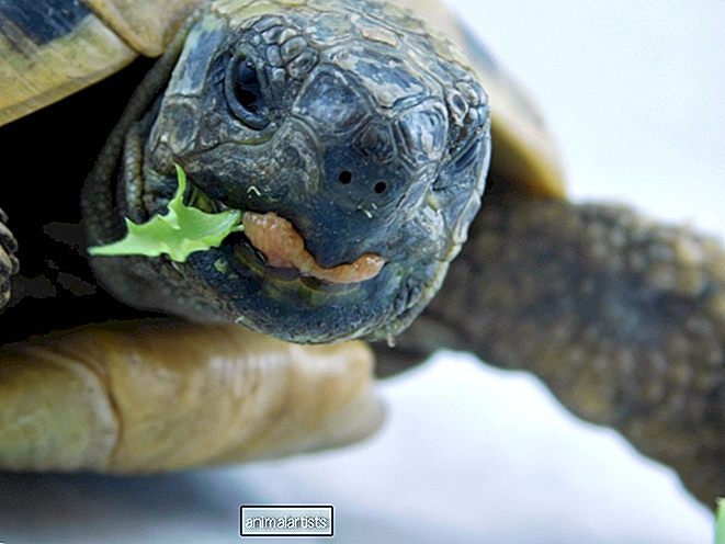 Una guía para el cuidado de las tortugas griegas: dieta y cuidado