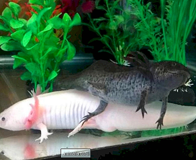 Dokážete udržať samca a samicu Axolotla v jednej nádrži?