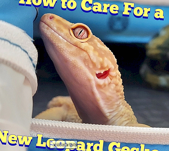 Comment prendre soin d'un nouveau gecko léopard