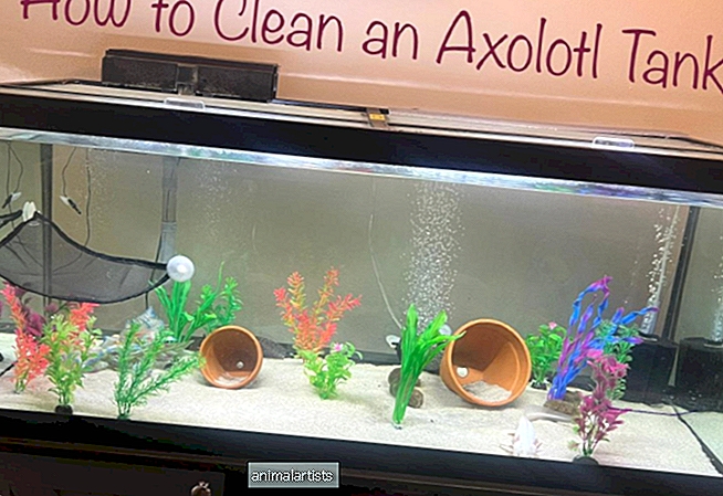 Hvordan rengjøre en Axolotl-tank (den enkle måten) - REPTILER OG AMFIBIER