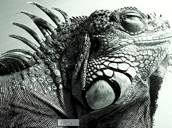 Iguana kan ikke bæsj? 11 Viktige løsninger - REPTILER OG AMFIBIER
