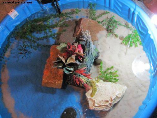 Configuración de la piscina interior de tortugas