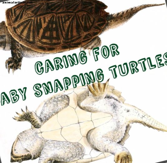 Как да се грижим за бебешки щракащи костенурки