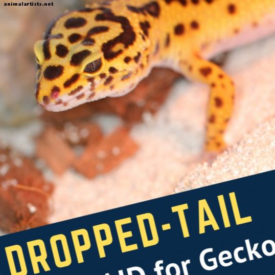 Čo robiť, keď Leopard Gecko spadne ocas