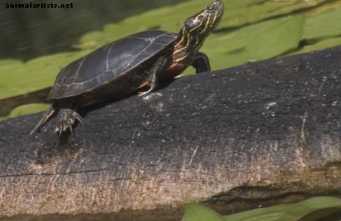 ¿Qué comen las tortugas mascotas? - Reptiles y anfibios