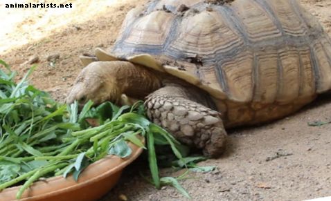 С какво да нахраните костенурката си Sulcata