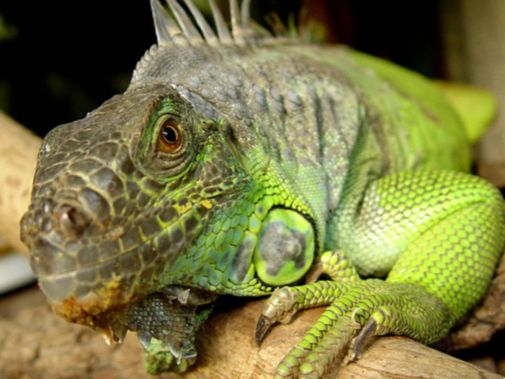 10 lagartos de mascotas que no necesitan comer alimentos vivos