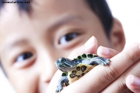 40 nombres de tortugas mascotas - Reptiles y anfibios