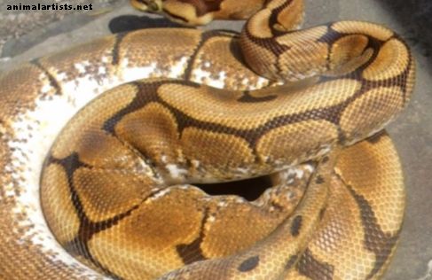 10 Methoden om Ball Pythons Frozen-Thawed, Dead Prey te laten eten - Reptielen en amfibieën