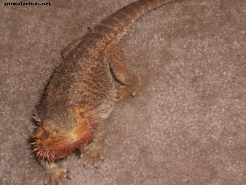 Comportamiento y enfermedades del dragón barbudo - Reptiles y anfibios