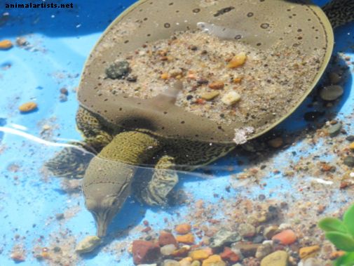 Cómo configurar una piscina de tortugas al aire libre - Reptiles y anfibios