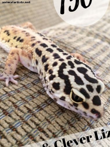 150+ schattige en slimme namen voor uw huisdierenhagedis - Reptielen en amfibieën