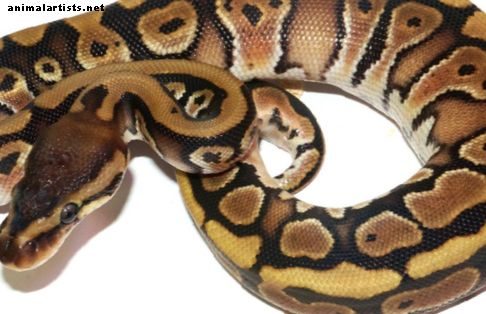 Руководство по уходу за мячом Python - Рептилии и амфибии