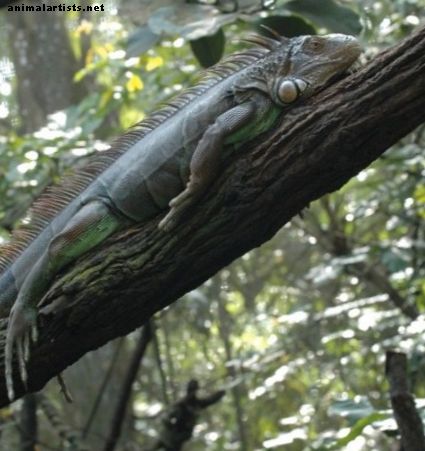 Parhaat Iguana-häkit ja mistä niitä ostaa - Matelijat ja sammakkoeläimet