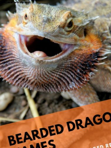 Reptiles y anfibios - Más de 230 nombres de dragones barbudos para tu robusto reptil