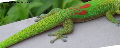 4 dažādu veidu gekoni, kas veido lieliskus mājdzīvniekus