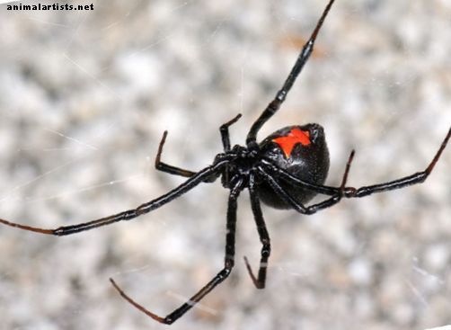 Cómo cuidar a una araña viuda negra - Reptiles y anfibios
