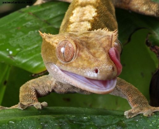 6 beste kjæledyr-reptiler for nybegynnere - Reptiler og amfibier