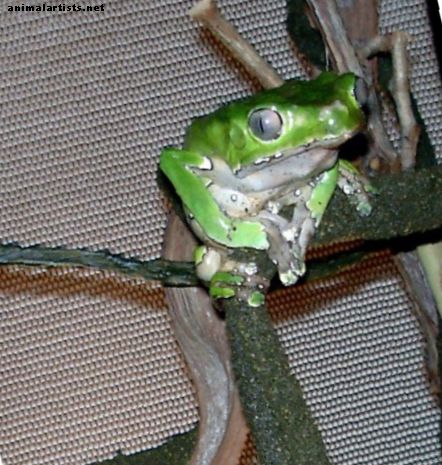 Kako se brinuti za divovsku voštanu majmunsku žabu