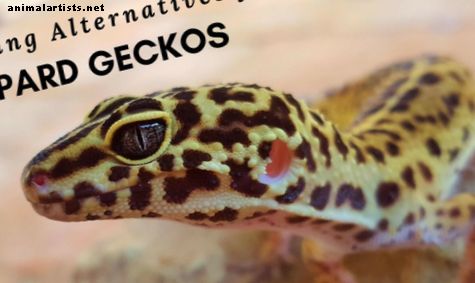 مزايا السكن رحمه الله Geckos في أحواض