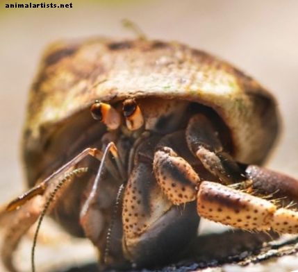 Datos y mitos sobre el cuidado del cangrejo ermitaño - Reptiles y anfibios