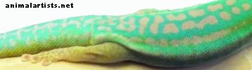 Cómo elegir el gecko adecuado para una mascota - Reptiles y anfibios
