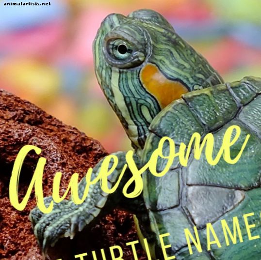 Reptiler och amfibier - 100+ Awesome and Fun Pet Turtle and Tortoise Names