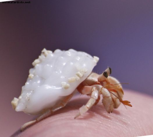 Como cuidar de um caranguejo eremita muda - Répteis e anfíbios