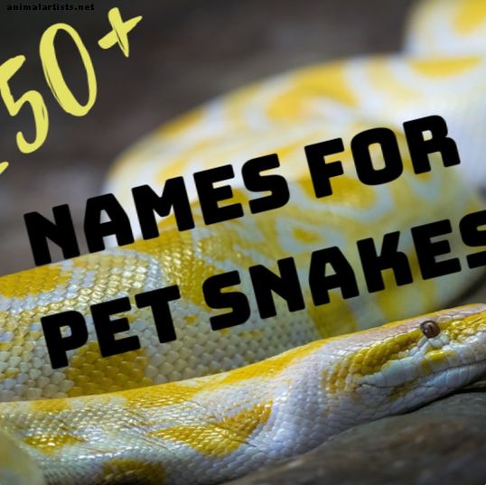 250+ labākie smieklīgie, ironiski un unikālie mājdzīvnieku čūsku vārdi
