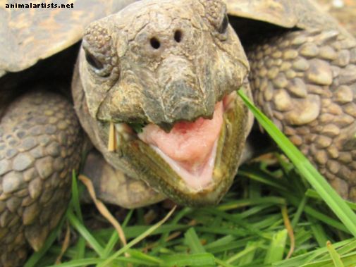 Waarom heeft mijn luipaardschildpad een bubbels, natte neus? - Reptielen en amfibieën