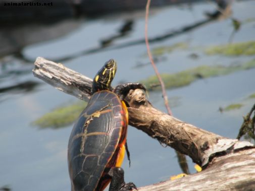 Želve z divjimi v primerjavi z hišnimi ljubljenčki: Ali bi morali loviti ali kupiti hišne želve?