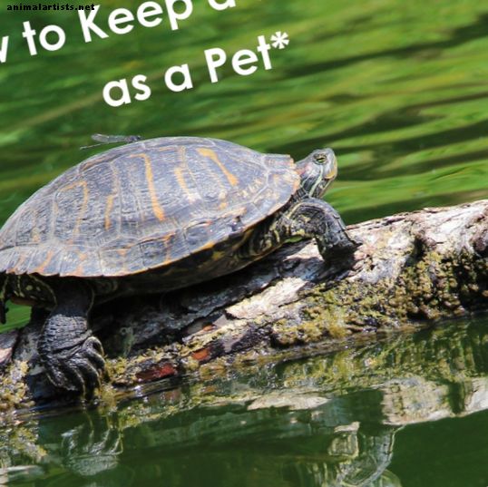 Как да запазим дива костенурка като домашен любимец