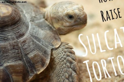 Vse, kar morate vedeti o vzgajanju želve Sulcata - Plazilci in dvoživke