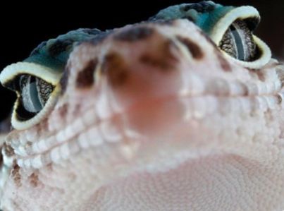 Κοινές ερωτήσεις ερπετών: Συχνές ερωτήσεις για φίδι, σαύρα και χελώνα
